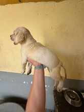 ZAPHIRO, Hund, Labrador Retriever in Spanien - Bild 3