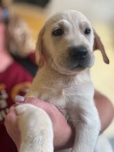 ZAPHIRO, Hund, Labrador Retriever in Spanien - Bild 4
