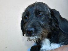 AXA, Hund, Mischlingshund in Innernzell - Bild 1