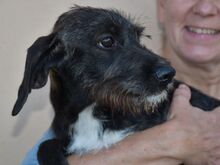 AXA, Hund, Mischlingshund in Innernzell - Bild 2