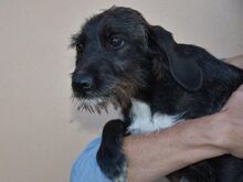 AXA, Hund, Mischlingshund in Innernzell - Bild 3