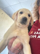 RUBINO, Hund, Labrador in Spanien - Bild 1