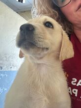 RUBINO, Hund, Labrador in Spanien - Bild 2