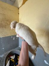 RUBINO, Hund, Labrador in Spanien - Bild 3