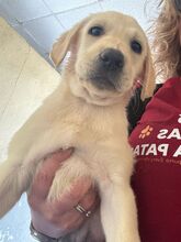 RUBINO, Hund, Labrador in Spanien - Bild 4