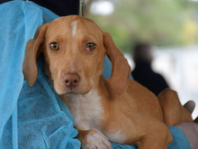 LEI, Hund, Mischlingshund in Grafenau - Bild 1