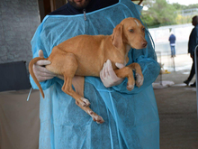 LEI, Hund, Mischlingshund in Grafenau - Bild 2