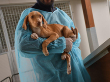 LEI, Hund, Mischlingshund in Grafenau - Bild 3