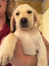 SMORAGOL, Hund, Labrador Retriever in Spanien - Bild 1