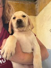 SMORAGOL, Hund, Labrador Retriever in Spanien - Bild 2