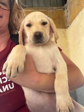 SMORAGOL, Hund, Labrador Retriever in Spanien - Bild 3