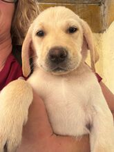 SMORAGOL, Hund, Labrador Retriever in Spanien - Bild 5