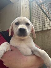 SPINELL, Hund, Labrador Retriever in Spanien - Bild 1