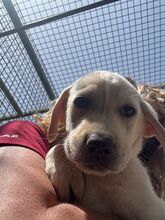 SPINELL, Hund, Labrador Retriever in Spanien - Bild 2
