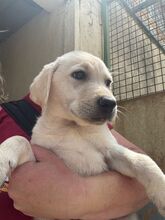 SPINELL, Hund, Labrador Retriever in Spanien - Bild 3