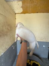 SPINELL, Hund, Labrador Retriever in Spanien - Bild 4