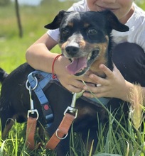 COKE, Hund, Pinscher-Mischling in Spanien - Bild 1