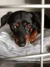 COKE, Hund, Pinscher-Mischling in Spanien - Bild 2