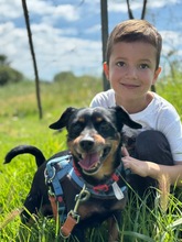 COKE, Hund, Pinscher-Mischling in Spanien - Bild 3