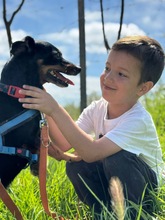 COKE, Hund, Pinscher-Mischling in Spanien - Bild 4