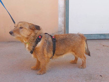 MAYA, Hund, Mischlingshund in Passau - Bild 2