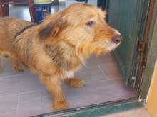 MAYA, Hund, Mischlingshund in Passau - Bild 3
