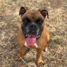 BAMBOO, Hund, Boxer in Spanien - Bild 1