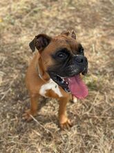 BAMBOO, Hund, Boxer in Spanien - Bild 2