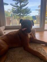 BAMBOO, Hund, Boxer in Spanien - Bild 3