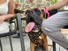 BAMBOO, Hund, Boxer in Spanien - Bild 4