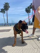 BAMBOO, Hund, Boxer in Spanien - Bild 6