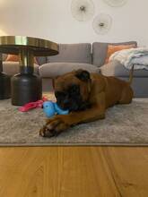 BAMBOO, Hund, Boxer in Spanien - Bild 7
