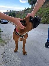 BAMBOO, Hund, Boxer in Spanien - Bild 8