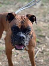 BAMBOO, Hund, Boxer in Spanien - Bild 9