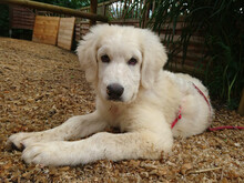 DUSTY, Hund, Maremma Abruzzenhund-Mix in Geislingen - Bild 1