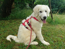DUSTY, Hund, Maremma Abruzzenhund-Mix in Geislingen - Bild 3
