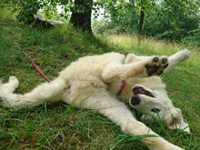DUSTY, Hund, Maremma Abruzzenhund-Mix in Geislingen - Bild 4