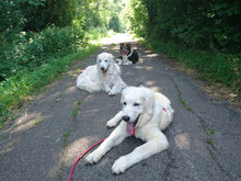 DUSTY, Hund, Maremma Abruzzenhund-Mix in Geislingen - Bild 5