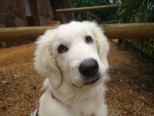 DUSTY, Hund, Maremma Abruzzenhund-Mix in Geislingen - Bild 7