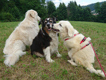 DUSTY, Hund, Maremma Abruzzenhund-Mix in Geislingen - Bild 8