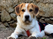 GIULIAN-JULIAN, Hund, Mischlingshund in Strehla - Bild 1