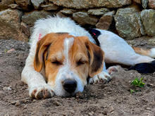 GIULIAN-JULIAN, Hund, Mischlingshund in Strehla - Bild 2