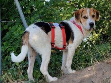 GIULIAN-JULIAN, Hund, Mischlingshund in Strehla - Bild 3