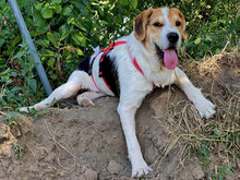 GIULIAN-JULIAN, Hund, Mischlingshund in Strehla - Bild 4