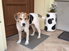 GIULIAN-JULIAN, Hund, Mischlingshund in Strehla - Bild 5