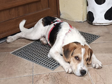 GIULIAN-JULIAN, Hund, Mischlingshund in Strehla - Bild 6