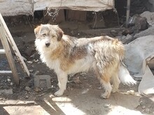 ONIX, Hund, Mischlingshund in Rumänien - Bild 1