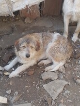 ONIX, Hund, Mischlingshund in Rumänien - Bild 10