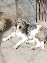 ONIX, Hund, Mischlingshund in Rumänien - Bild 13