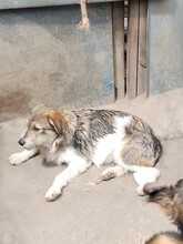 ONIX, Hund, Mischlingshund in Rumänien - Bild 14